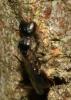 Stigmus pendulus